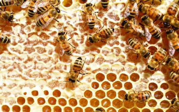 مشخصات عسل چهل گیاه فیروزکوه
