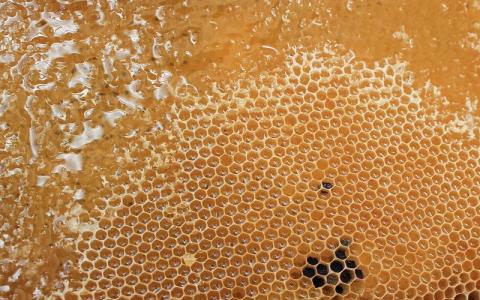 عسل موم دار طبیعی