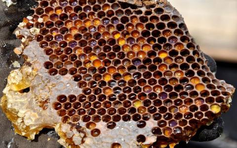مشخصات عسل موم دار طبیعی